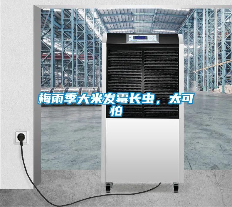 梅雨季大米發(fā)霉長(zhǎng)蟲(chóng)，太可怕