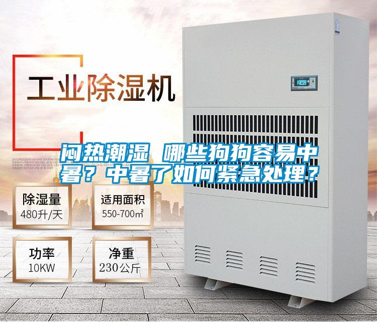 悶熱潮濕 哪些狗狗容易中暑？中暑了如何緊急處理？