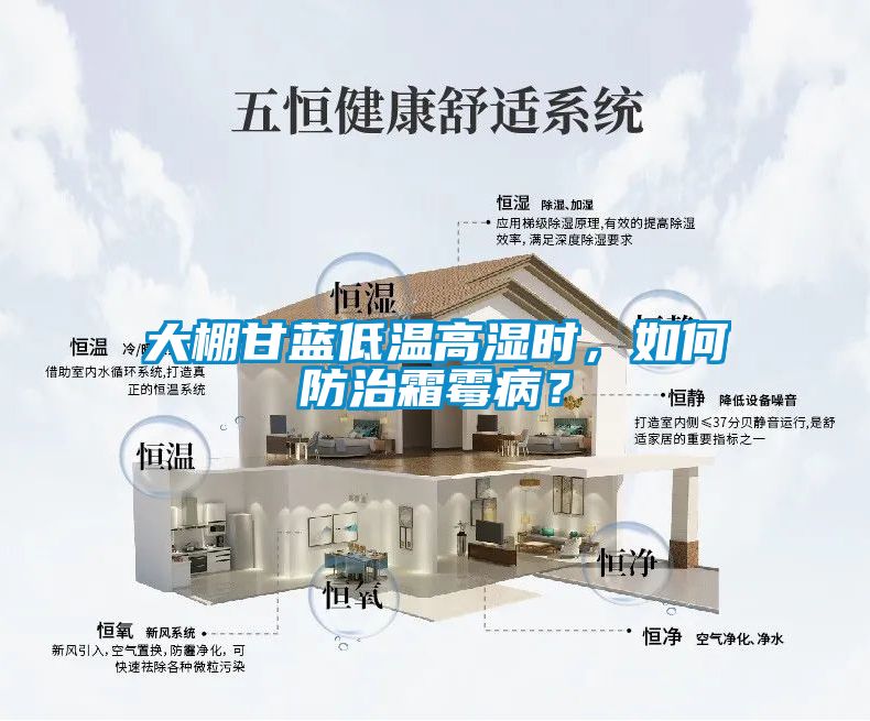 大棚甘藍低溫高濕時，如何防治霜霉病？